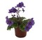 Biscayne Trail Micro Miniature African Violet - 2.5" Pot - Violet Collector's Series